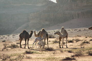 cammelli con piccolo nel Wadi Rum, il deserto rosso in Giordania