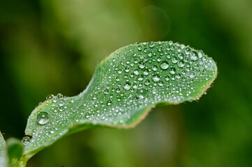 Close-up view of a green leaf covered in dew drops during early morning in a natural setting