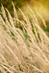 Golden grass sways gently in the warm afternoon breeze in a tranquil natural setting