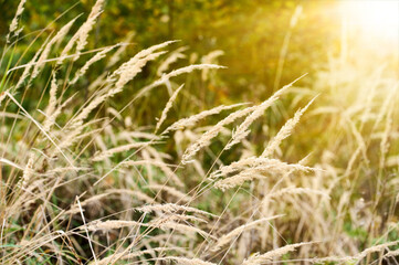 Golden light shines on tall grasses swaying gently in a tranquil countryside setting at sunset