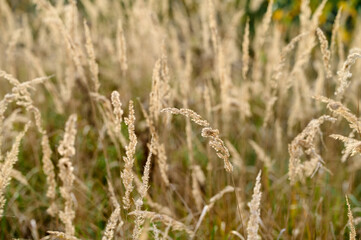 Fototapeta premium Tall grass swaying gently in a serene meadow during a quiet afternoon in early autumn