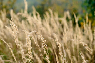Golden grass sways gently in a meadow during a serene summer afternoon