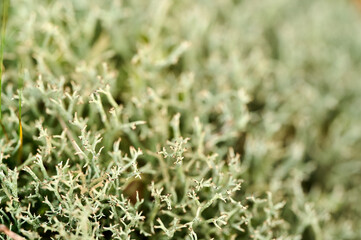 Close-up view of delicate moss thriving in a natural setting during daytime exploration of a green...