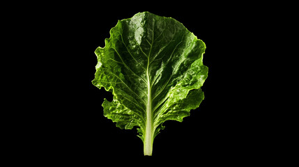 Fresh green romaine lettuce leaf isolated on black background showcasing vibrant texture