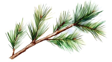 Fototapeta premium Watercolor Painting of Pine Branch, Nature Illustration