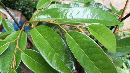 Close up of fresh green durian leaves on the branch in the garden at Mekong Delta Vietnam....