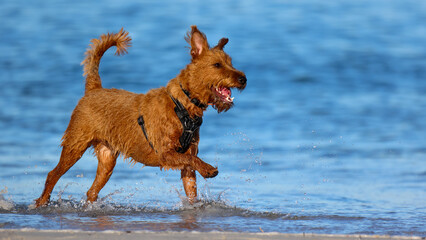Dog, brown Irish Terrier, running in shallow seawater. Pet outdoors summer fun, exercise, friendship and love. Copy space