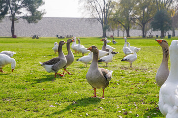 Flock of Geese and Ducks Grazing on Green Grass in a Park Setting