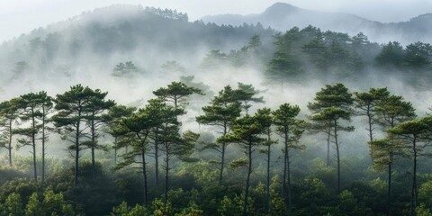 A dense pine forest shrouded in mist, with the hills behind barely visible due to the mist.