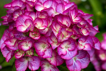 Obraz premium Macro image, pink hydrangea in the garden