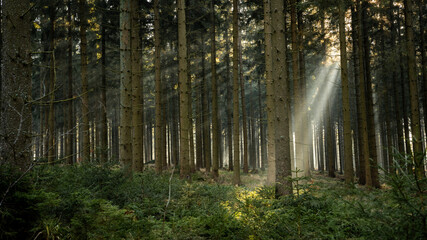 Sonne sendet ihre Strahlen durch das Dickicht eines Nadelwaldes, Sonnenstrahlen erzeugen idyllische Stimmung  © Johannes