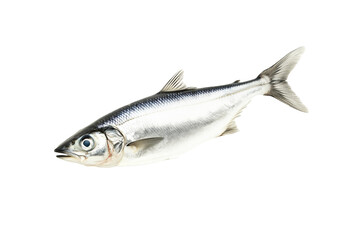 Fresh sardine fish with detailed scales and fins isolated on white transparent background, symbolizing canned seafood