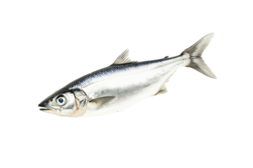 Fresh sardine fish with detailed scales and fins isolated on white transparent background, symbolizing canned seafood