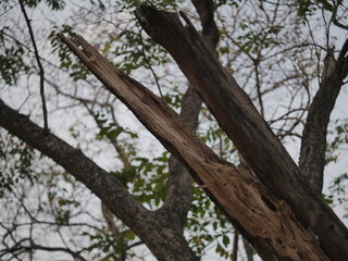 Nature's resilience. Broken branch reaches for the sky, symbolizing strength and renewal.