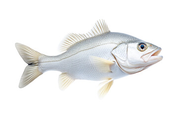 Fototapeta premium Freshwater Walleye fish with vivid golden fins and detailed scales isolated on white transparent background.