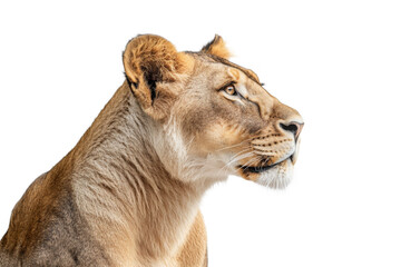 Obraz premium Big lioness looking isolated on white