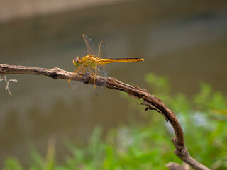 Dragonfly perched on a dry tree branch.