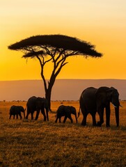Fototapeta premium Majestic elephants stroll under an acacia tree during a stunning sunset in the savanna, showcasing the beauty of wildlife in their natural habitat.