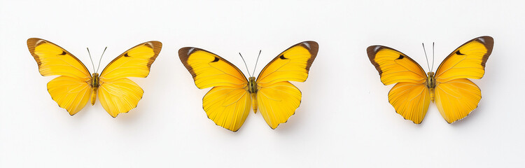 Fototapeta premium Three vibrant yellow butterflies with intricate wing patterns displayed symmetrically. Their bright colors and delicate features evoke sense of beauty and nature artistry