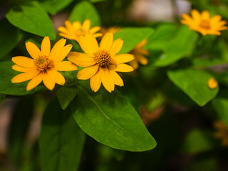 Melampodium paludosum. Yellow flowers that look like sunflowers.