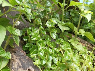 Peperomia pellucida, an herbal plant, has antioxidant and antimalarial properties
