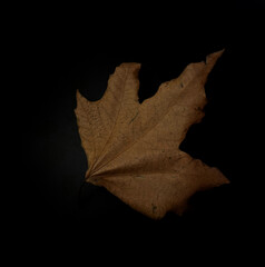 Dried Maple Leaf Close-Up