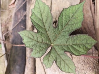 wild plant leaves in the forest