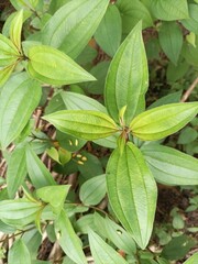 close up of leaves from melastoma malabathricum leaves in the garden
