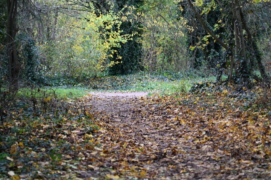 For&ecirc;t en automne