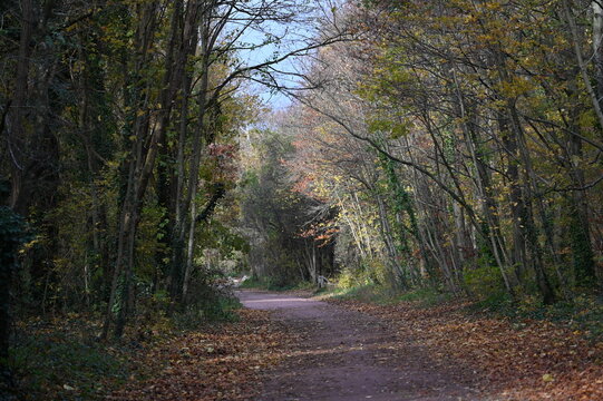 For&ecirc;t en automne
