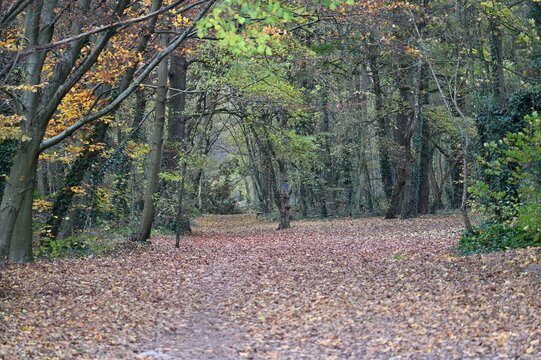 For&ecirc;t en automne