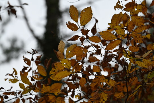For&ecirc;t en automne