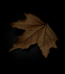 Golden Veins of Autumn