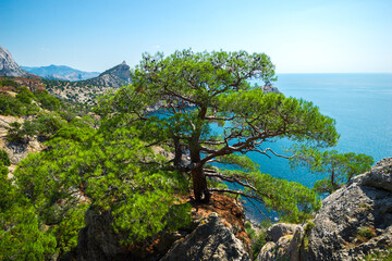Obraz premium Picturesque pine tree on a rocky slope with the sea in the background. Crimean peninsula. Russia