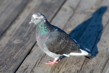 close up portrait of pigeon