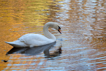 white swan in water