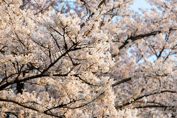 cherry blossoms in the park