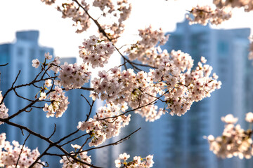 cherry blossoms hanging from the branches