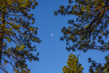 Framed Moon in a Clear Blue Sky Surrounded by Pine Tree Branches