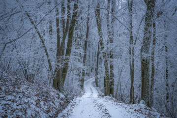 Verschneiter Weg führt hinein in den Wald, Baumstämme sind braun und Äster sind von weißem Reif (Eisablagerungen) überzogen