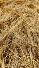 Fototapeta premium Intricate macro shot of golden hay harvest capturing the texture of rural agricultural landscapes