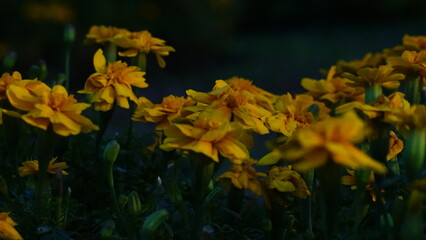 Close-up of vibrant flower petals with delicate details, showcasing the beauty of nature. Perfect for botanical, nature, and floral-themed projects