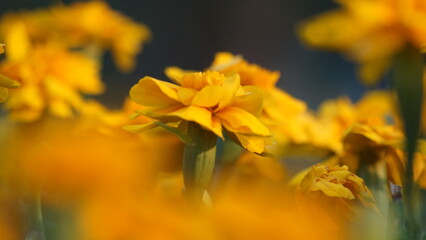 Close-up of vibrant flower petals with delicate details, showcasing the beauty of nature. Perfect for botanical, nature, and floral-themed projects