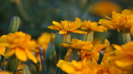 Close-up of vibrant flower petals with delicate details, showcasing the beauty of nature. Perfect for botanical, nature, and floral-themed projects