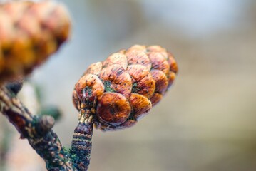 close up of a cone