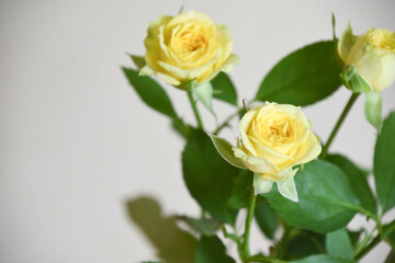 ピンクのスプレーばら