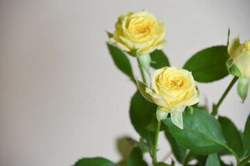 黄色のスプレーばら