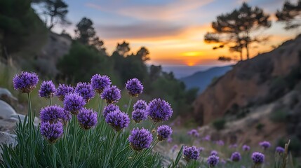 Fototapeta premium Stunning Sunset Landscape with Purple Flowers