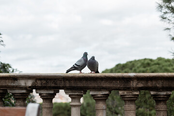 Two pigeons sit on a concrete vintage fence. peaceful day, concept