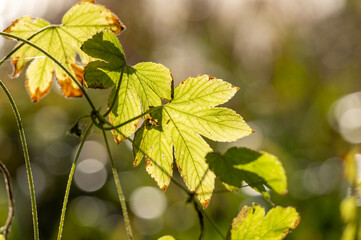 朝の光に透ける葉